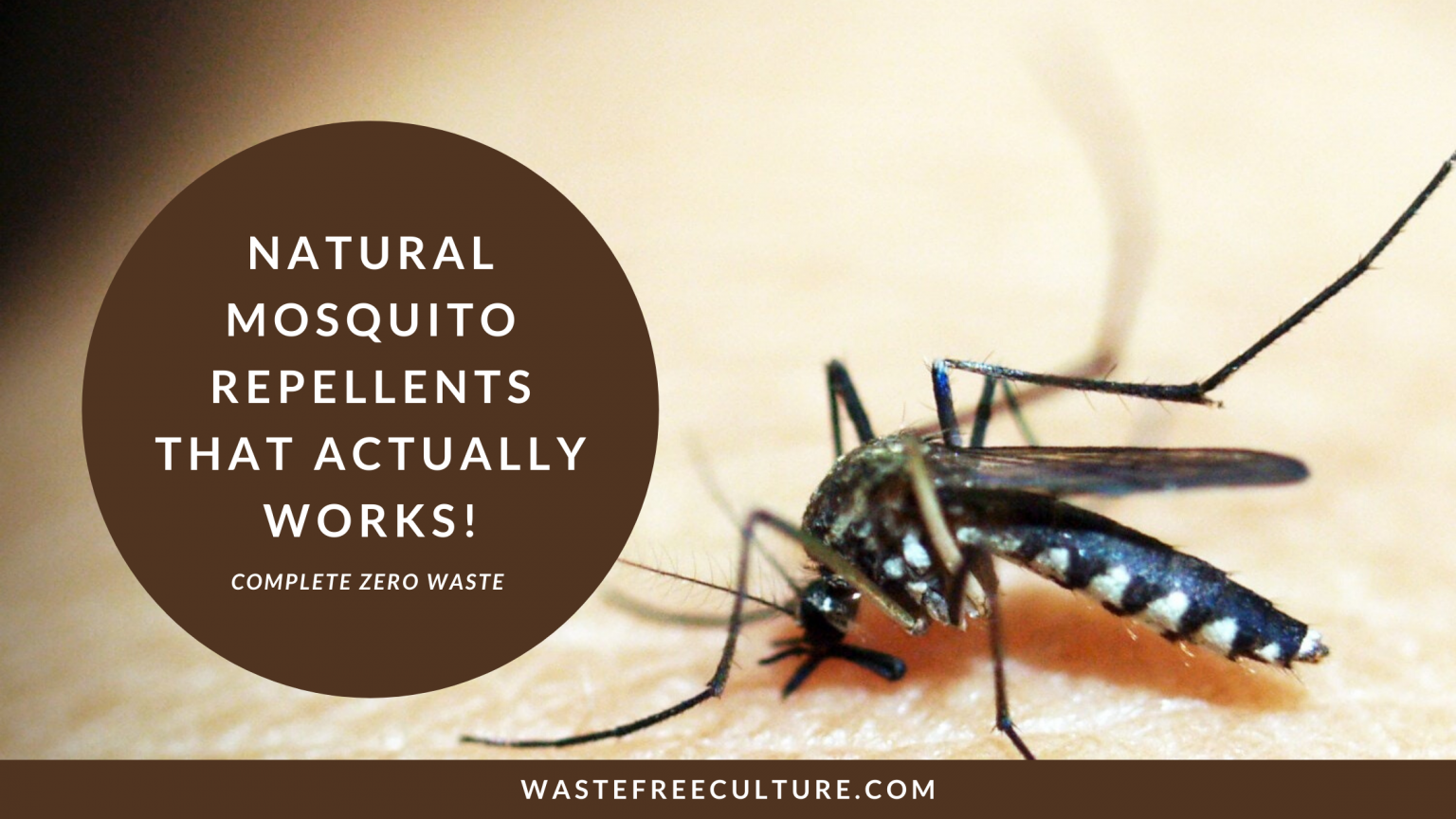 Natural mosquito repellents that actually work! – Waste free culture